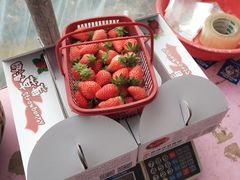 -喜杨洋草莓采摘园