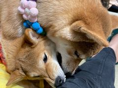 -逗柴咖啡屋·狗咖猫咖宠物桌游