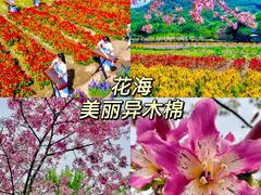-丹樱生态园