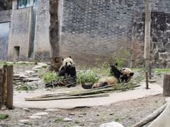 -都江堰中华大熊猫苑