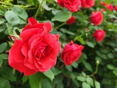 -元大都城垣遗址公园