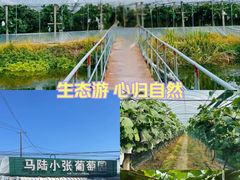 -马陆小张葡萄园农家乐