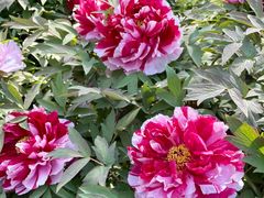 -莲花池公园