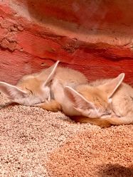 -Zoolung Zoolung动物主题公园(海信广场店)