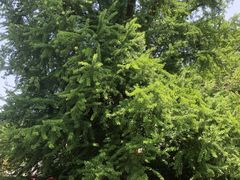 -苏州上方山国家森林公园
