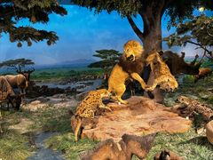 -国家自然博物馆