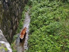 -都江堰中华大熊猫苑