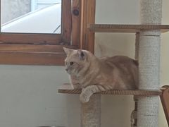 -是阿柴呀！柴犬咖啡·爱喵喵猫咖