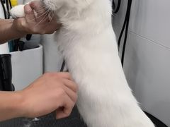 -1013 PET SHOP精品宠物商店(丁香店)
