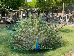 -大连森林动物园