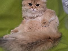 -达爱动物医院·犬猫分区·CT·复杂眼科(远洋山水分院)
