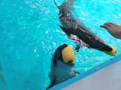 -北戴河圣蓝海洋公园