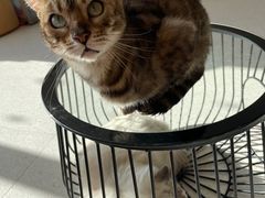 -飞行喵MR PILOT|猫舍·猫咖(静安大融城店)