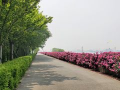 -上海滨江森林公园