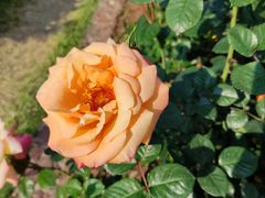 -人民公园(罗湖区)