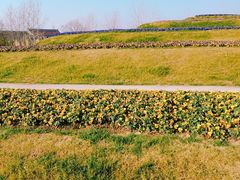 -南通洲际绿博园