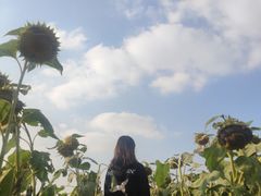 -映月湖中央公园