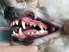 -博特宠物医院24h犬猫全科.骨科·异宠