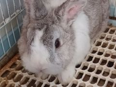 -楼上猫咖(罗湖店)