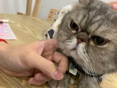 -楼上猫咖(罗湖店)