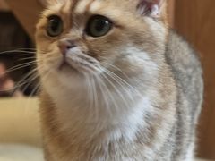 -MOCHA明星猫咖(田子坊店)