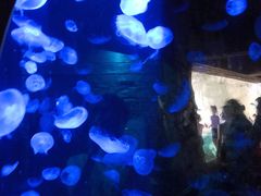 -悉尼海洋生物水族馆