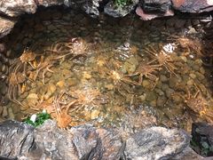 松叶蟹-綱元·海鲜豆捞(明州里店)