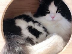 -遇见羊驼·奶狗咖·布偶猫咖·法斗柯基柴犬阿拉斯加(春熙路太古里IFS店)