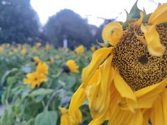-南山植物园