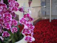 -昆明花之城豪生国际大酒店·怡享阁