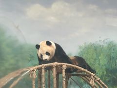 -杭州动物园