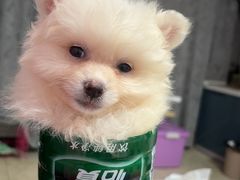 -佑安动物医院·全科·内窥镜中心(幸福巷店)