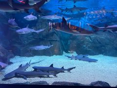 -烟台海昌鲸鲨海洋公园