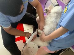 -福懋动物医院·犬猫全科·外科·重症科(杏林分院)