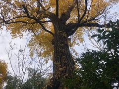 -秋霞圃