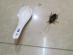 -三得正宗乌烈乳羊(环城东二路店)