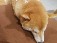 -柴务处·柴犬主题狗咖