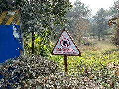 -铁山坪森林公园