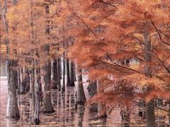 -白鹭湾湿地公园