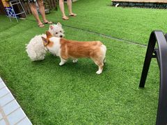 -汪说喵讲宠物乐园宠物酒店(红星美凯龙店)