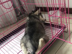 -菲尔斯特宠物医院