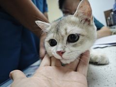 -宠颐生宠物医院·异宠猫科内科·诊疗中心宠巢店