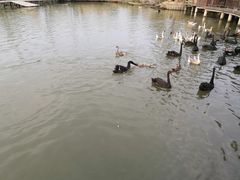 -溱湖国家湿地公园