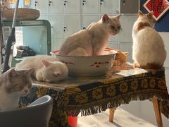 -平行世界·猫咖(首经贸店)