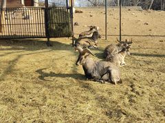 -大连森林动物园