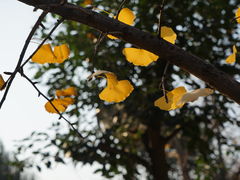 -陕西师范大学(雁塔校区)
