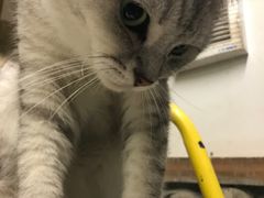 -猫咪博物馆(顶澳仔猫街店)