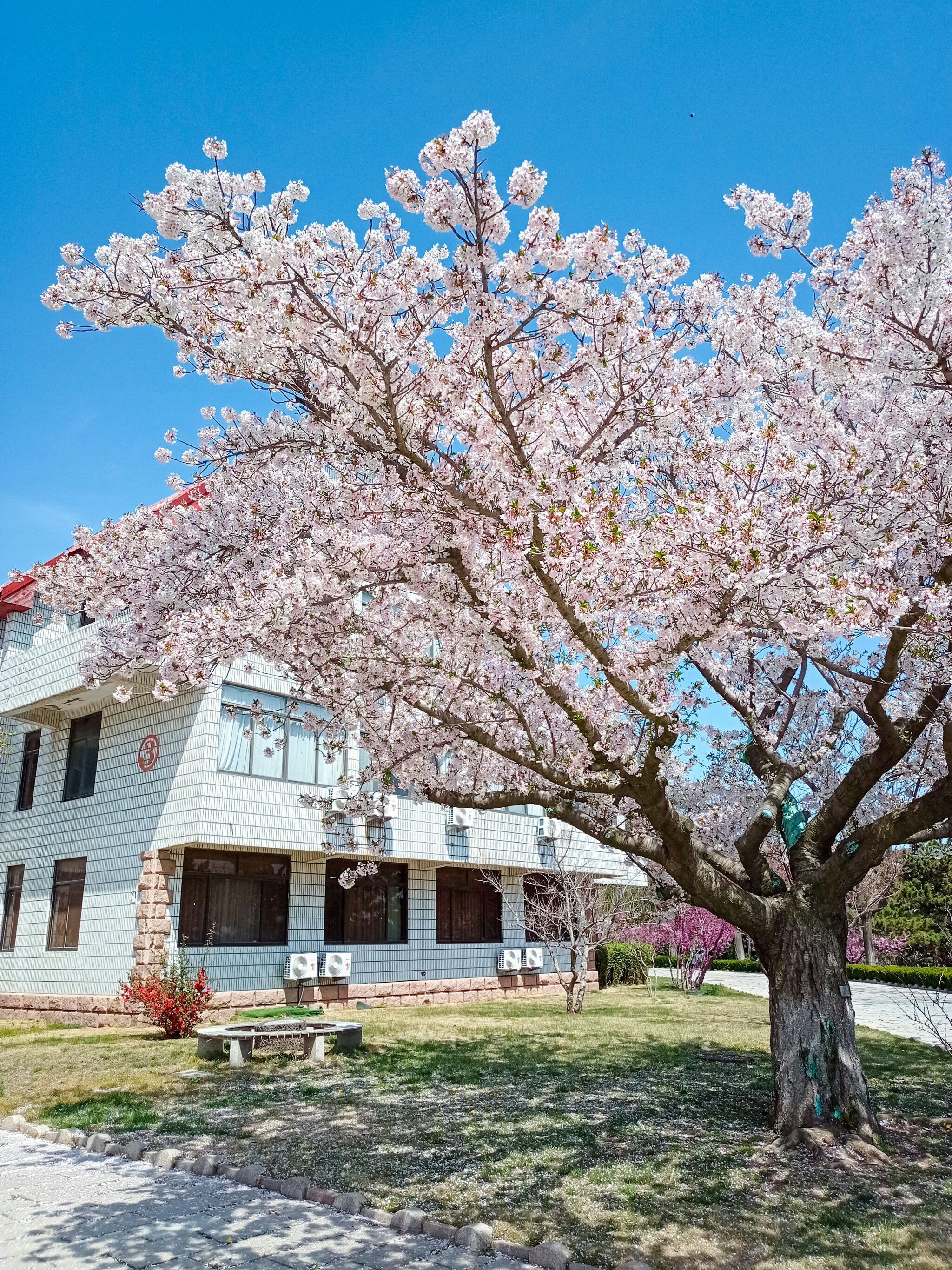 威海宾馆里的这一树繁花,太美了!#樱花季
