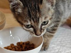 -瑞派康怡24h宠物医院·犬猫医疗中心·微创绝育(瑞景分院)
