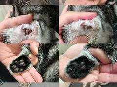 -悠尼宠物·独立低压伊珊娜洗护·美容·寄养(兰谷路店)